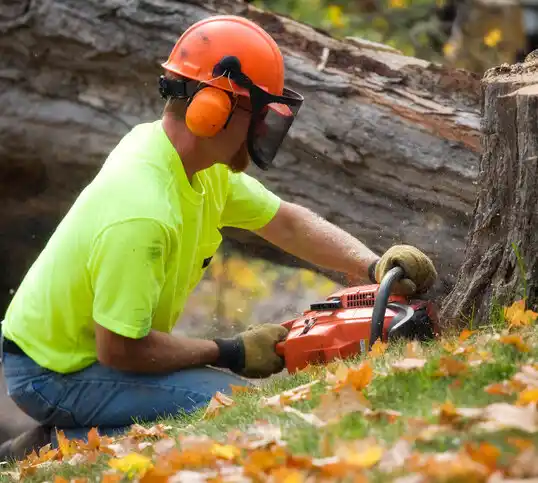 tree services Bradley Beach